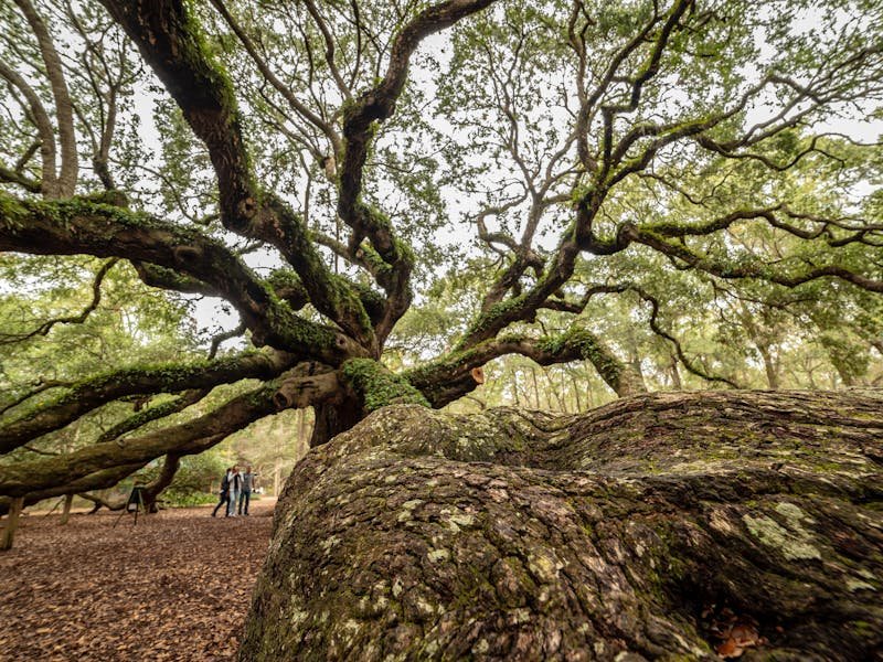Protected trees Alabama