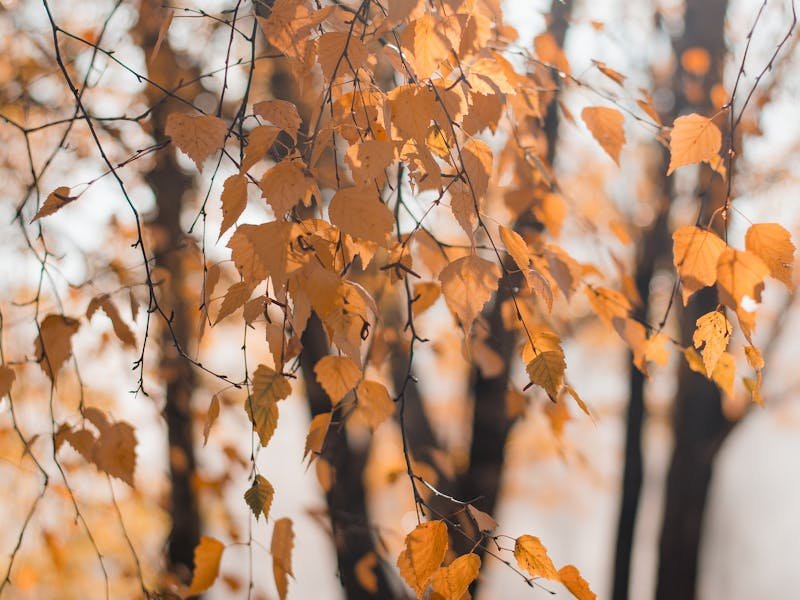 Mature backyard trees being prepared for winter dormancy with deep watering in North Alabama