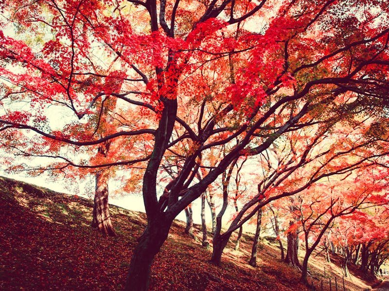 Tree canopy inspection for dead branches and structural weaknesses during fall season in Huntsville