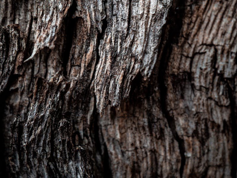 Healthy forest trees in North Alabama showing proper tree care and disease prevention in natural setting