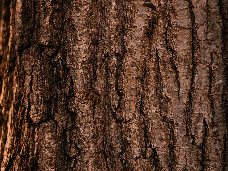 Cankerworms North Alabama