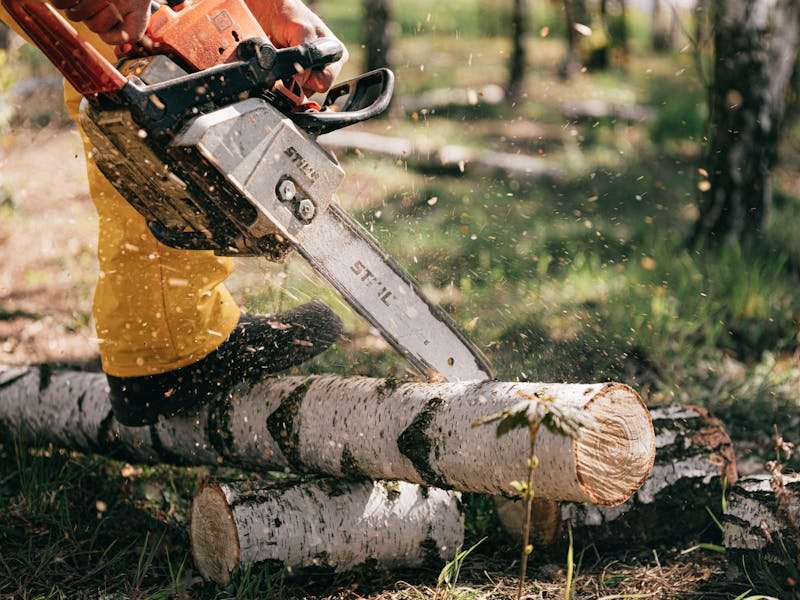 Tree cutting equipment in action