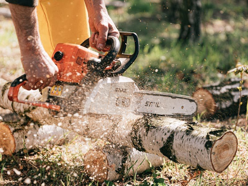Professional chainsaw work during tree removal