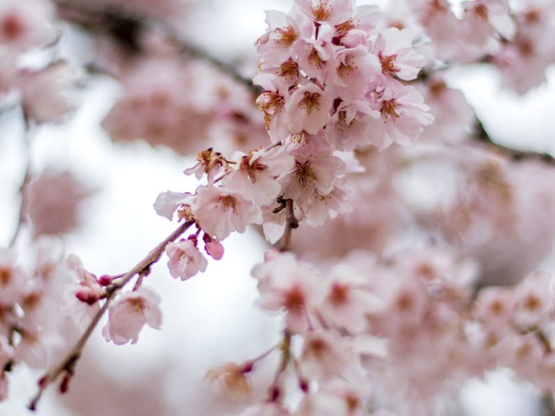 Crepe myrtle tree blooming in Huntsville