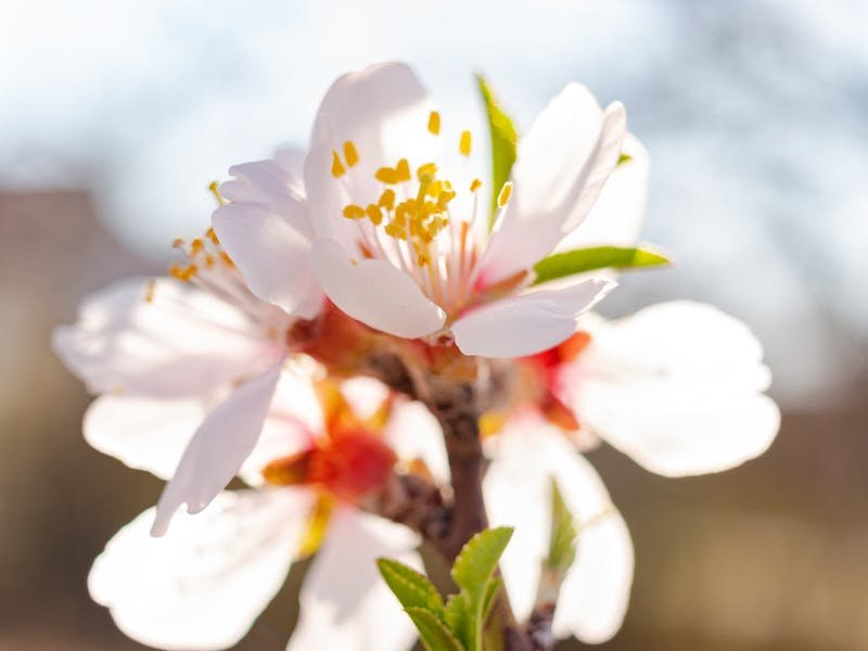 Salvaged wood from dead tree removal stacked and ready for disposal on a Huntsville property