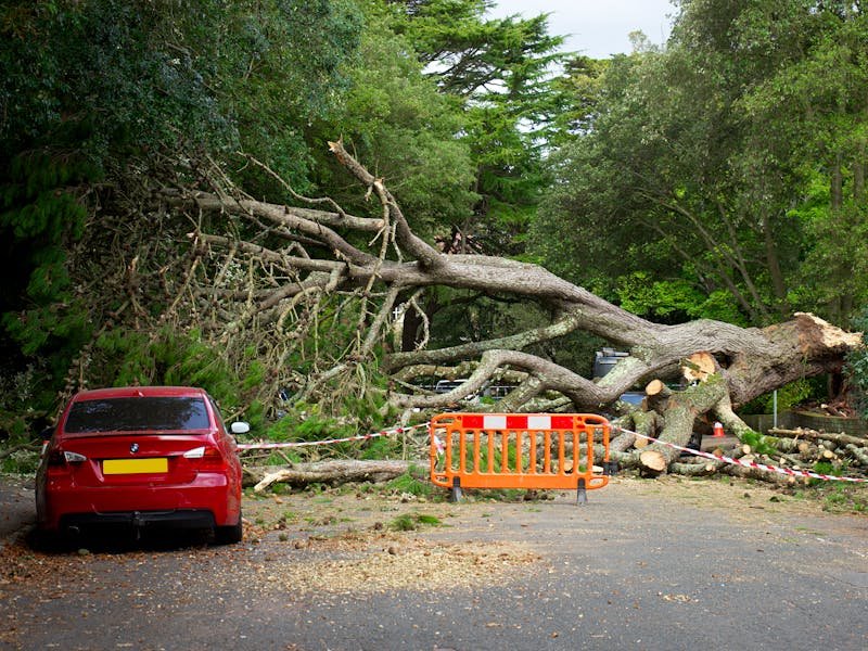 Fallen tree from neighbor property