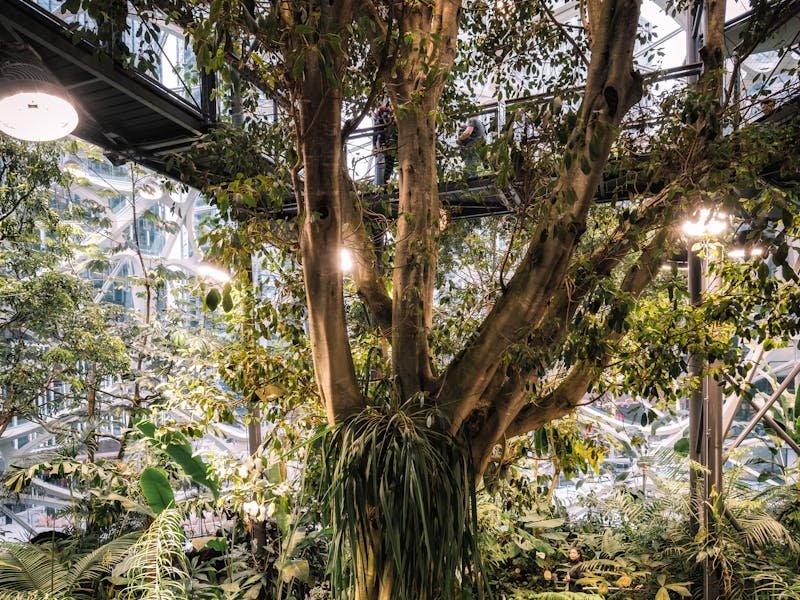Lush green tree canopy showing healthy foliage from proper fertilization in Huntsville Alabama