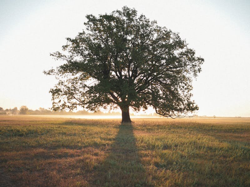 Arborist assessing tree health