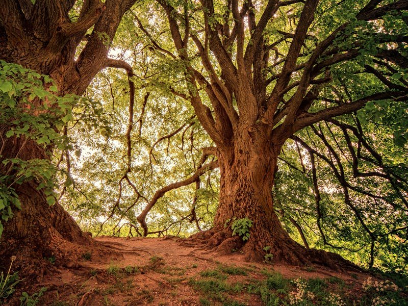 Mature trees silhouetted at sunset on a Huntsville property representing the lasting value of healthy trees