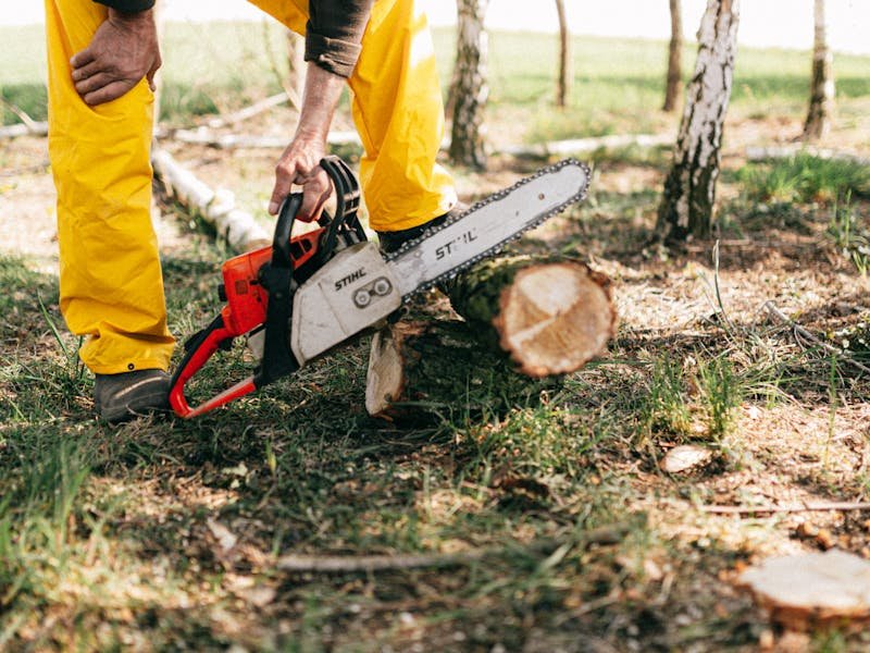 How long tree removal takes