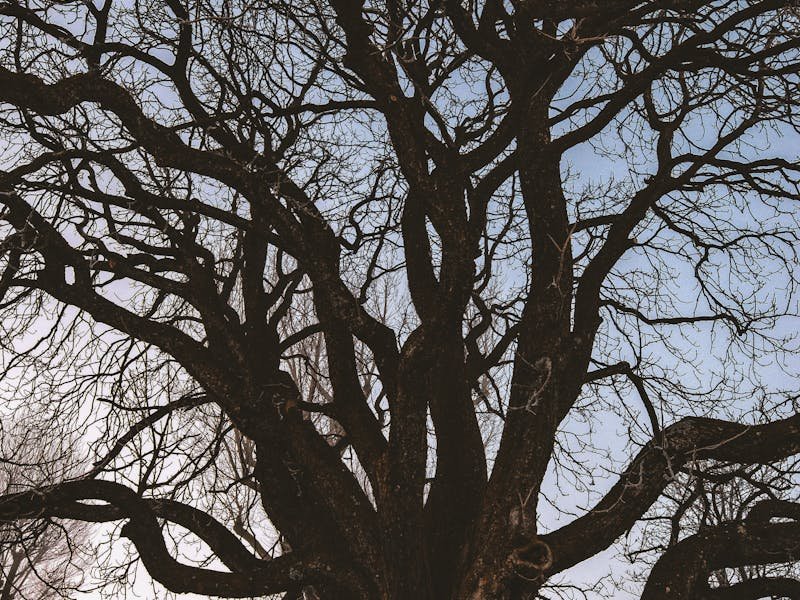 Close-up of oak tree bark and leaves showing identification features common to Huntsville Alabama oaks