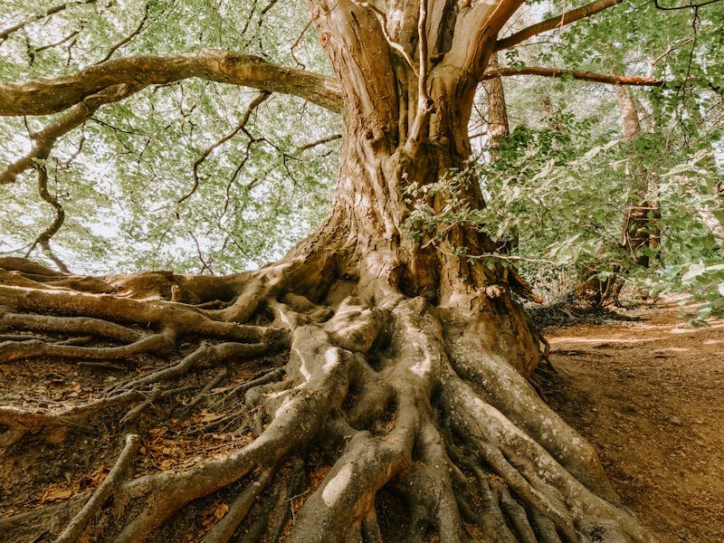 Properly landscaped yard with trees planted at safe distance from home foundation in Huntsville