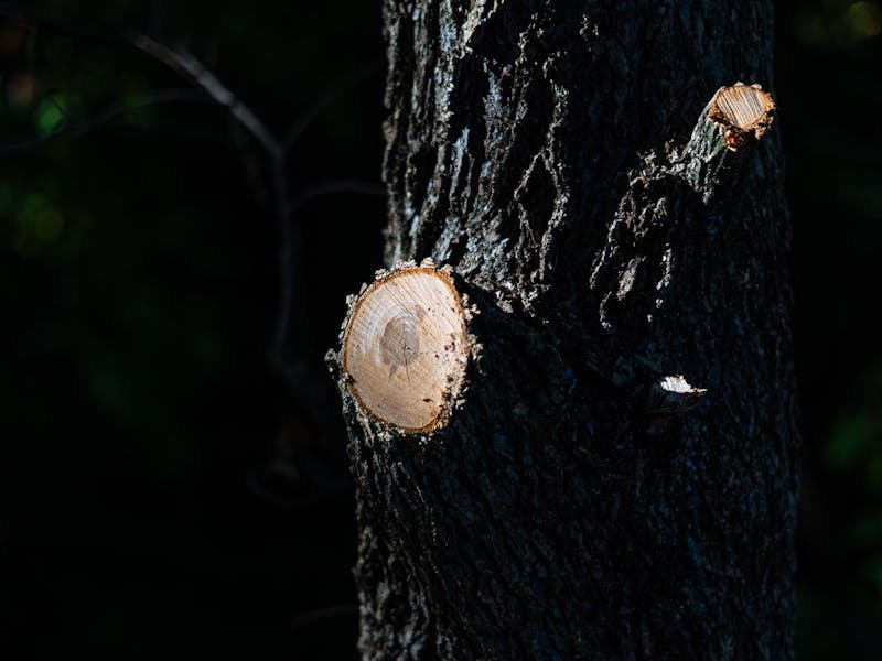 Arborist pruning tree branches during dormant season in North Alabama