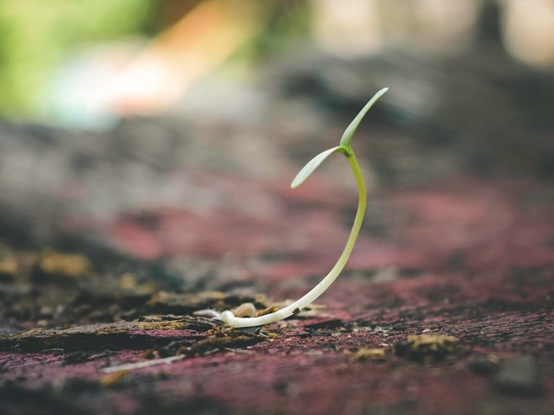 Planting a fast-growing shade tree