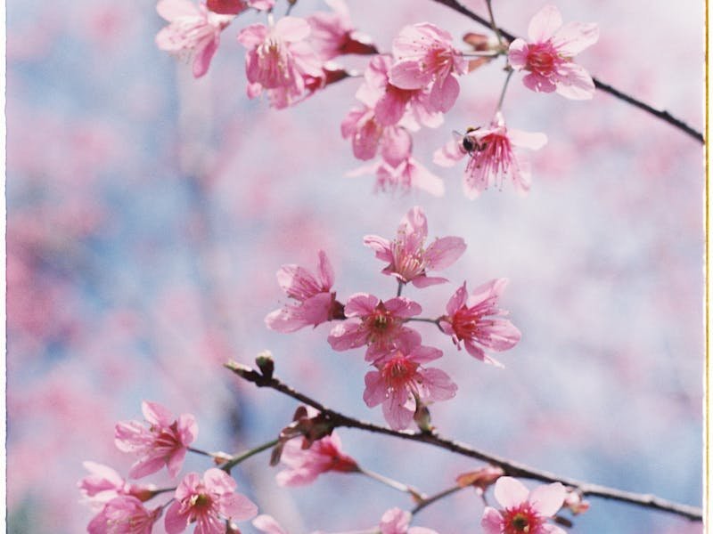 Bradford Pear tree in Huntsville