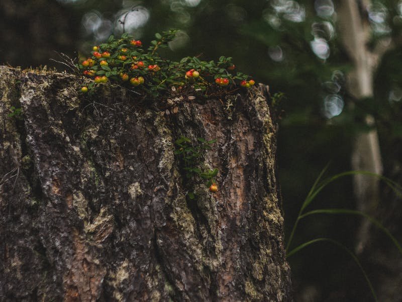Stump grinding near driveway in Bailey Cove