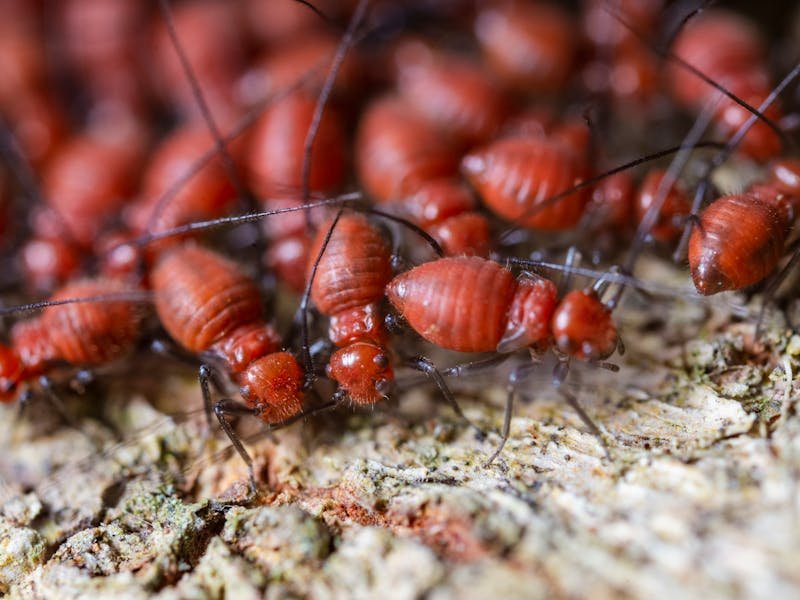 Dead tree bark showing decay and pest damage