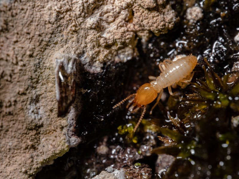 Old tree stump that could harbor termite colonies in Huntsville yard