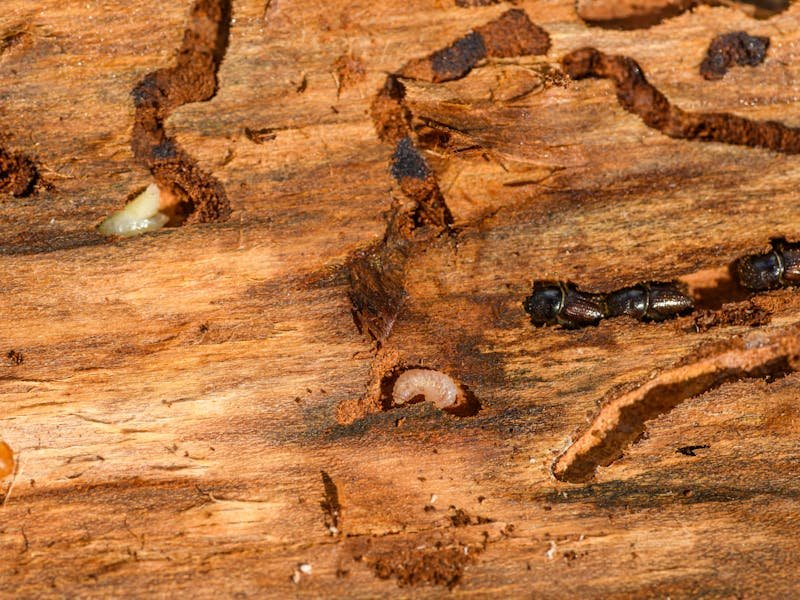 Decaying tree trunk showing advanced wood deterioration