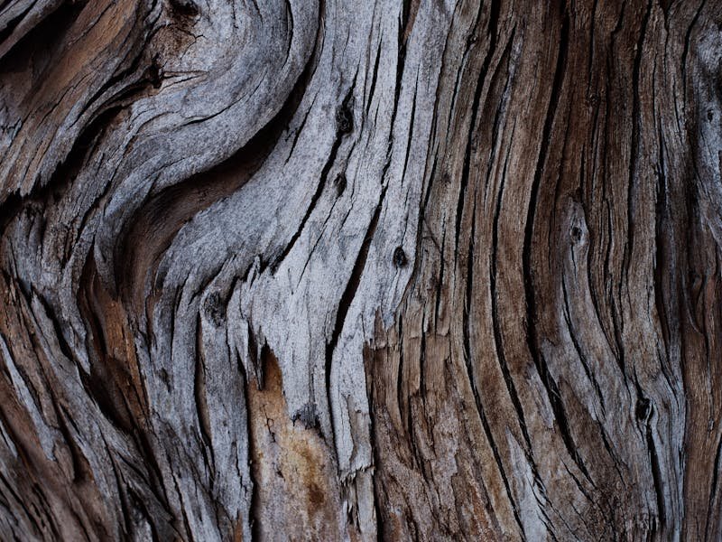 Mushrooms and fungal conks growing at the base of a tree indicating root rot disease in Huntsville