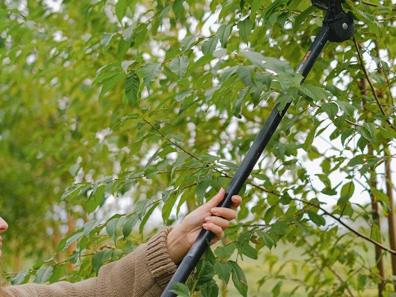 Professional tree trimming service in Huntsville