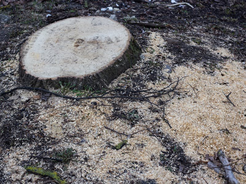 Tree stump remaining after removal service showing stump grinding options for Huntsville homeowners