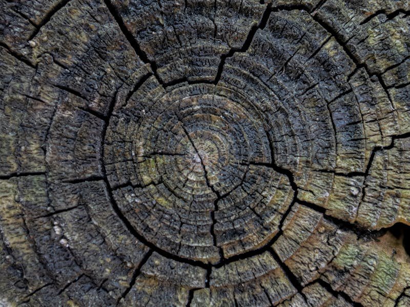 Damaged tree bark with fungal growth and decay visible at the base of a tree trunk in a Huntsville yard