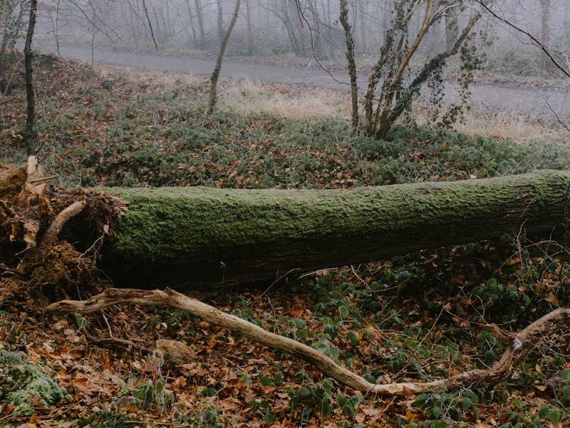 Fallen tree between neighbors Alabama law