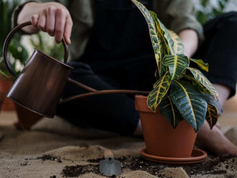 Watering tree to prevent drought stress