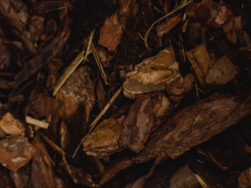Mulched tree base helping retain moisture during hot Alabama summer