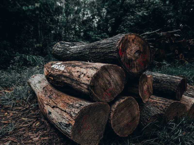 Stack of large wood logs from a tree removal ready to be processed into firewood in Huntsville Alabama